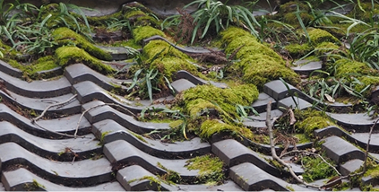 瓦の下に草やコケが生えている